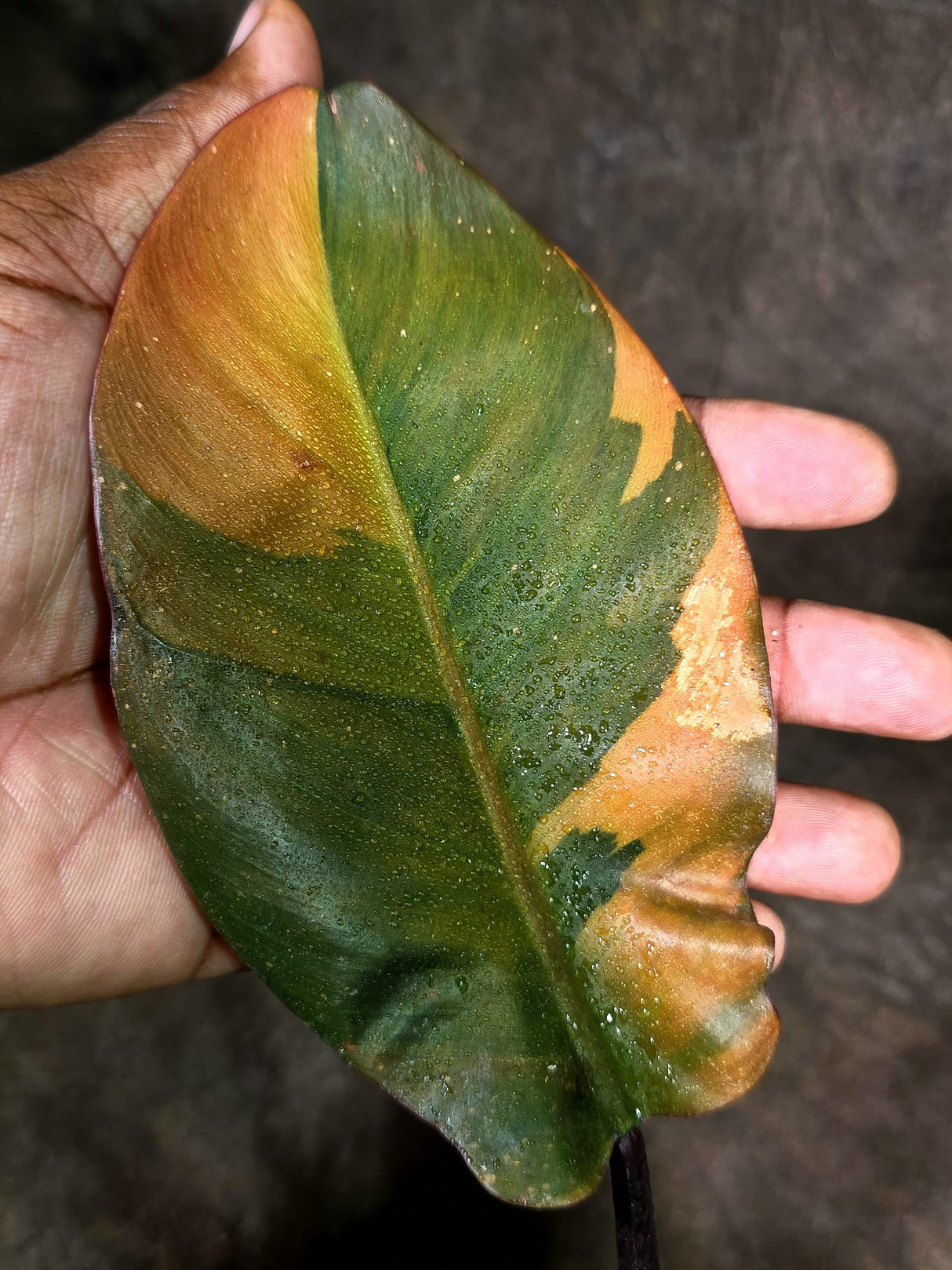 Variegated Black Cardinal Philodendron - Exact Plant - (Aug-4-75)