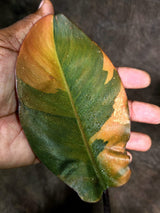 Variegated Black Cardinal Philodendron - Exact Plant - (Aug-4-75)