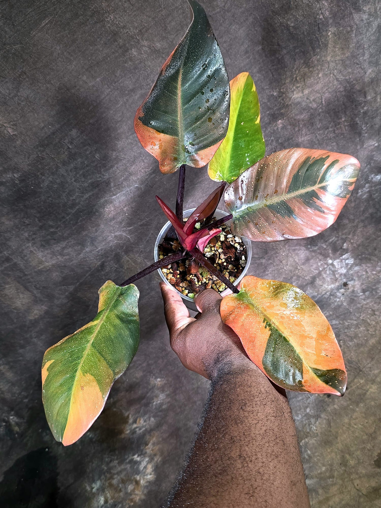 Variegated Black Cardinal Philodendron - Exact Plant - (Aug-4-75)