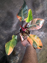 Variegated Black Cardinal Philodendron - Exact Plant - (Aug-4-75)