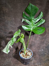 Variegated Monstera Albo - White Albo Borsigiana - Rare Collector Plant - (Aug-4-76)
