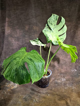 Rare Monstera Bulbasaur Variegated - Exact Plant - (Aug-4-78)
