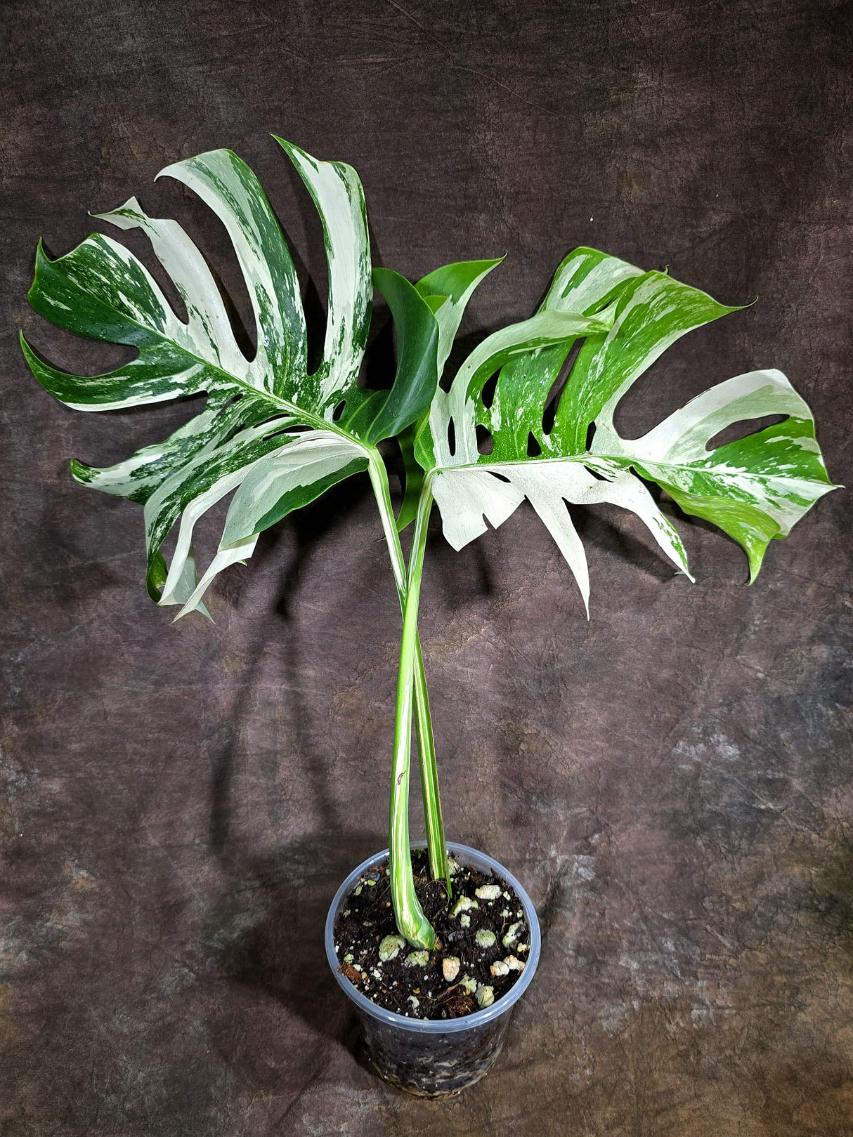 Variegated Monstera Albo - White Albo Borsigiana - Rare Collector Plant - (Aug-4-77)