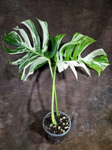Variegated Monstera Albo - White Albo Borsigiana - Rare Collector Plant - (Aug-4-77)