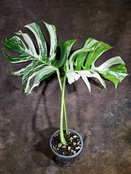 Variegated Monstera Albo - White Albo Borsigiana - Rare Collector Plant - (Aug-4-77)