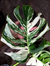 Variegated Monstera Albo - White Albo Borsigiana - Rare Collector Plant - (Aug-4-77)