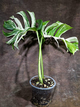 Variegated Monstera Albo - White Albo Borsigiana - Rare Collector Plant - (Aug-4-77)