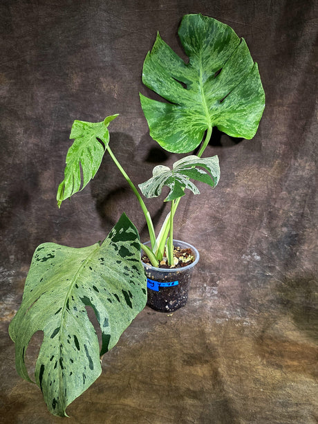 Rare Monstera Bulbasaur Variegated - Exact Plant - (Aug-4-78)