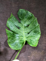 Rare Monstera Bulbasaur Variegated - Exact Plant - (Aug-4-78)