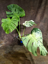 Rare Monstera Bulbasaur Variegated - Exact Plant - (Aug-4-78)