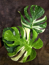 Monstera Deliciosa Medusa Variegated - Rare Exact Plant (Aug-4-80)