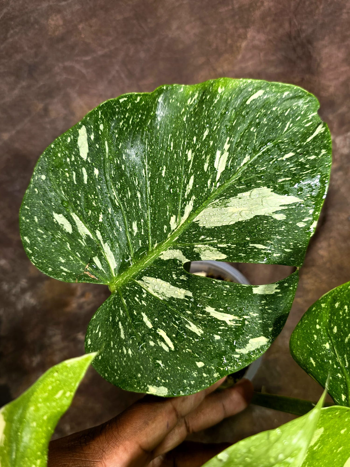 Monstera Deliciosa Medusa Variegated - Rare Exact Plant (Aug-4-80)