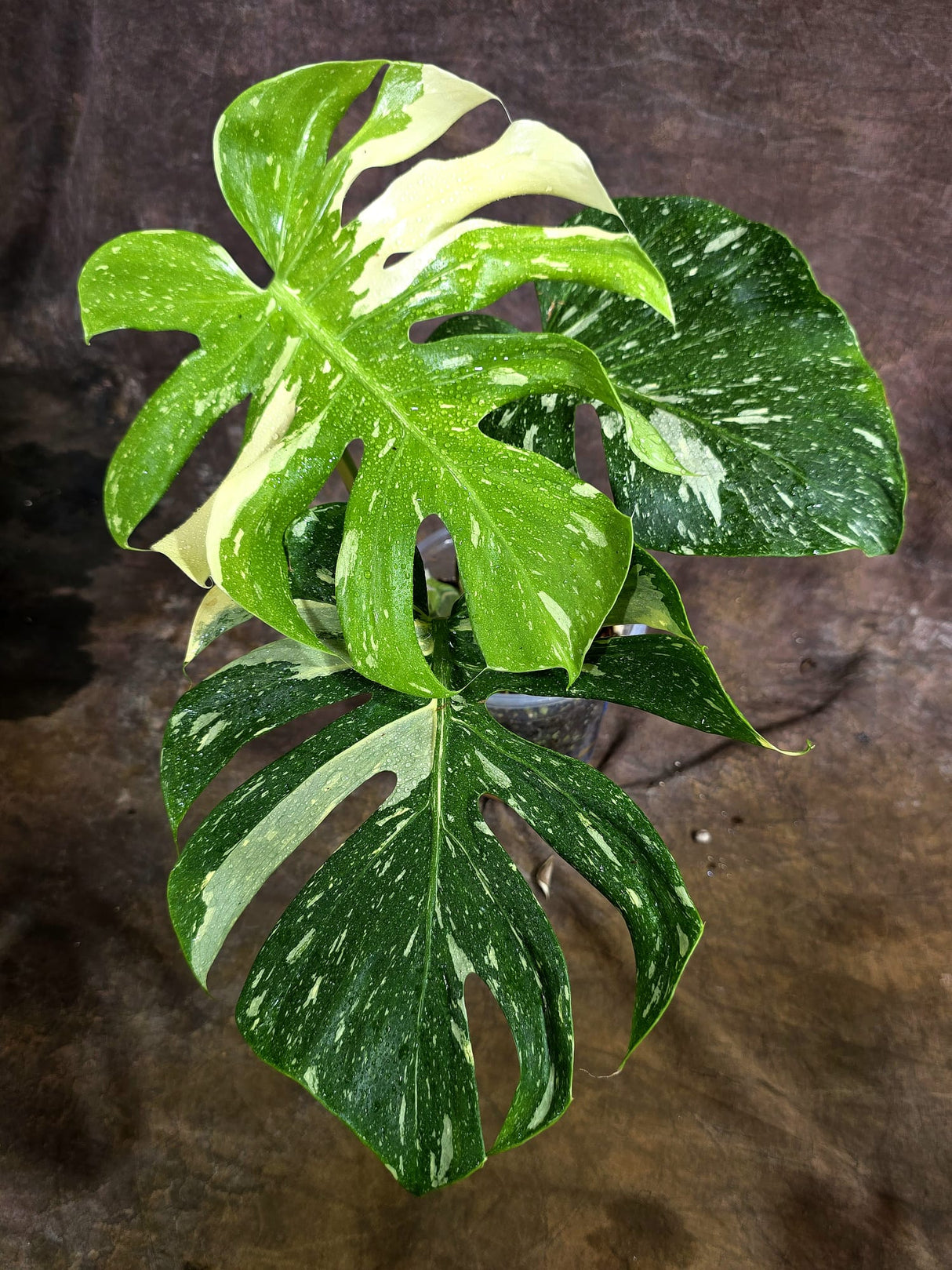 Monstera Deliciosa Medusa Variegated - Rare Exact Plant (Aug-4-80)