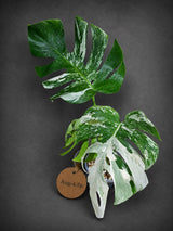 Variegated Monstera Albo - White Albo Borsigiana - Rare Collector Plant - (Aug-4-76)