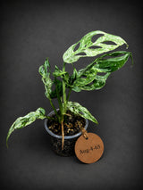 Monstera Adansonii Mottled - Rare Variegated Swiss Cheese Plant - (Aug-4-65)