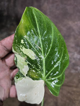 Philodendron Gloriosum Tricolor Variegated - Rare Exact Plant - (Aug-5-1)