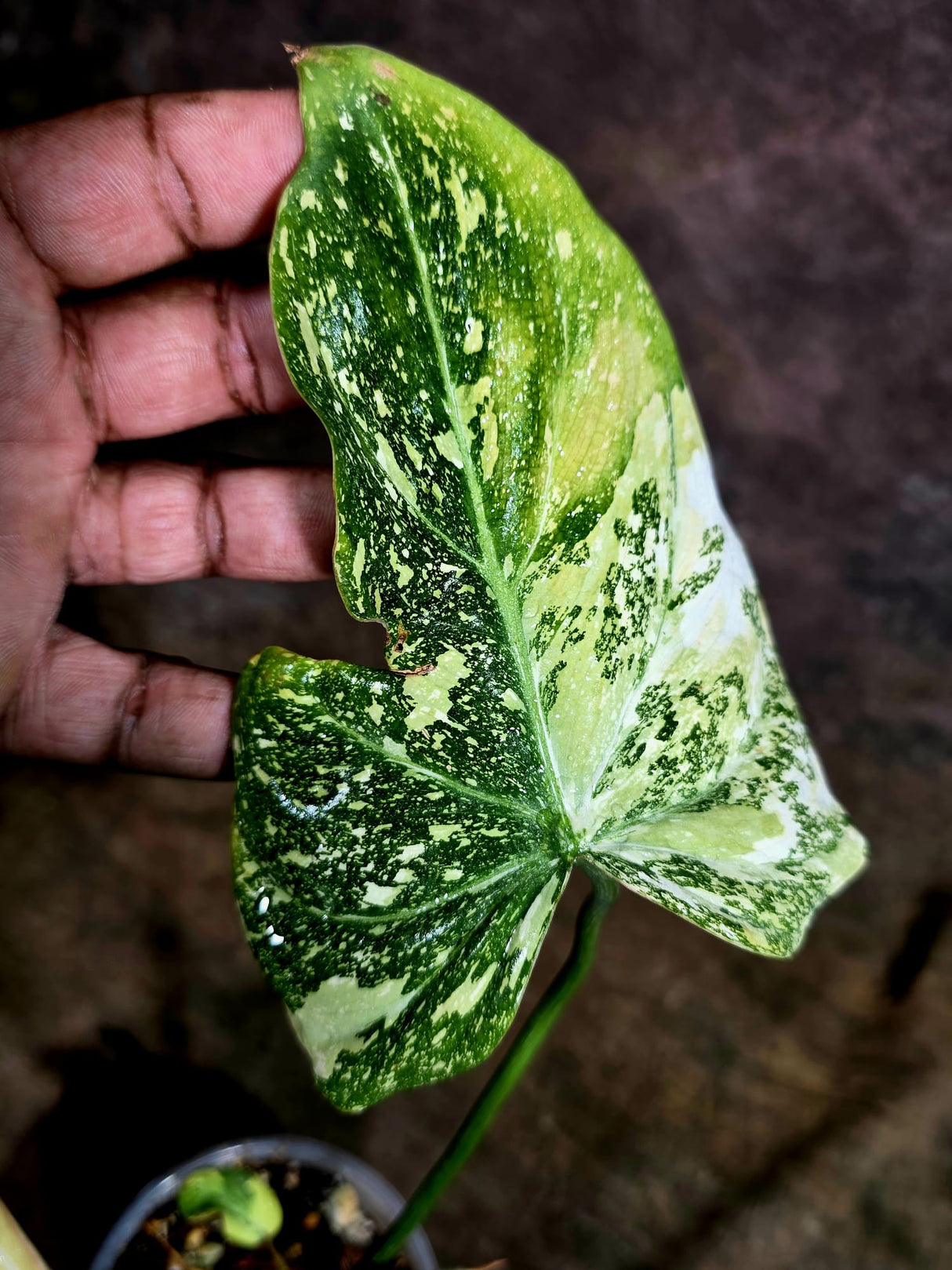 Philodendron Gloriosum Tricolor Variegated - Rare Exact Plant - (Aug-5-2)