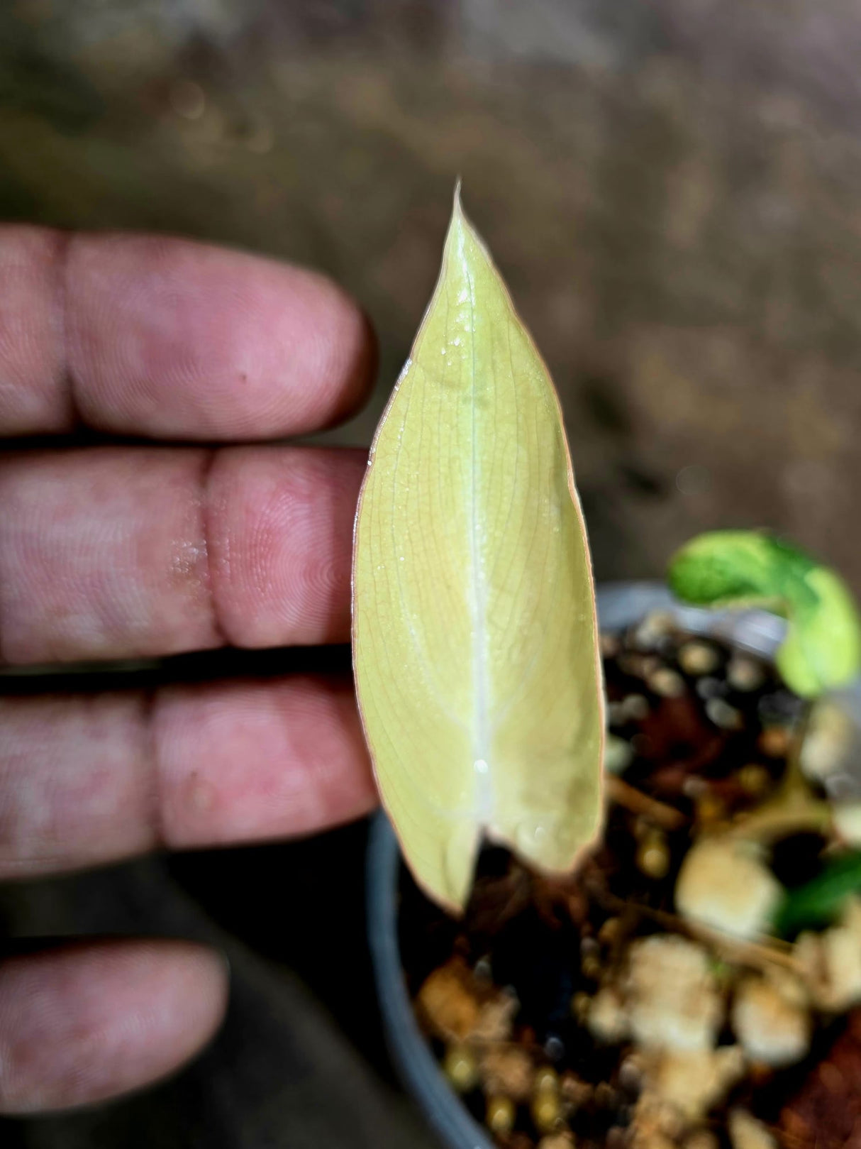 Philodendron Gloriosum Tricolor Variegated - Rare Exact Plant - (Aug-5-2)