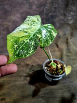 Philodendron Gloriosum Tricolor Variegated - Rare Exact Plant - (Aug-5-2)