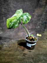 Philodendron Gloriosum Tricolor Variegated - Rare Exact Plant - (Aug-5-2)