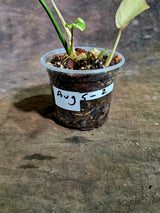 Philodendron Gloriosum Tricolor Variegated - Rare Exact Plant - (Aug-5-2)