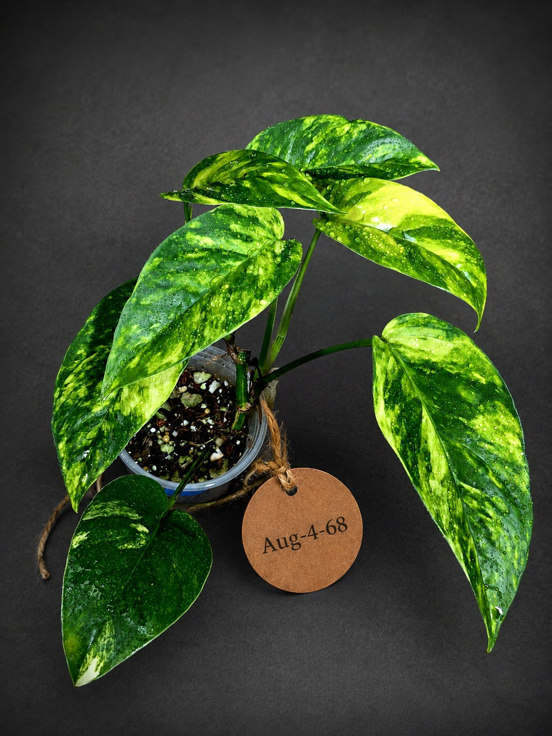 Rare Variegated Golden Flame Epipremnum Pinnatum - (Aug-4-68)