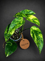 Rare Variegated Golden Flame Epipremnum Pinnatum - (Aug-4-68)