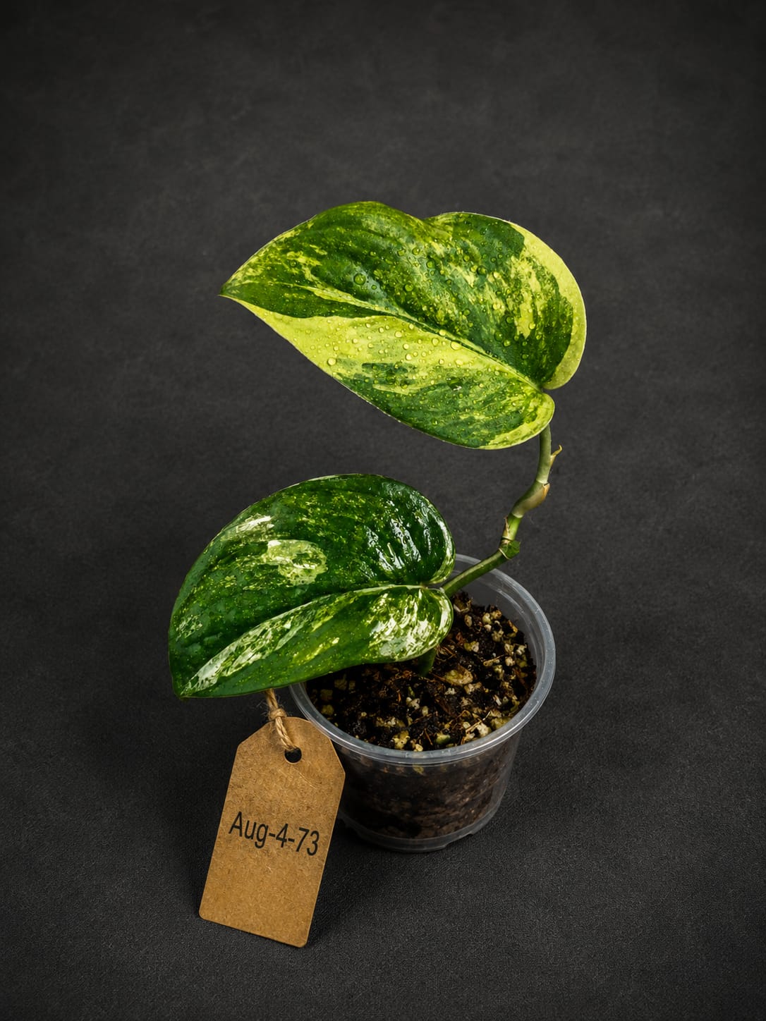 Scindapsus Jade Satin Variegated - Yellow Variegation - (Aug-4-73)