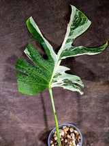 Rare Monstera Albo Borsigiana – Single Leaf – EXACT Plant (Aug-5-21)