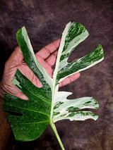 Rare Monstera Albo Borsigiana – Single Leaf – EXACT Plant (Aug-5-21)