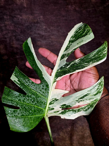 Rare Monstera Albo Borsigiana – Single Leaf – EXACT Plant (Aug-5-21)