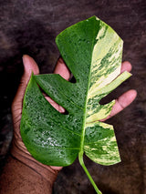 Monstera Borsigiana Aurea Variegated - Rare Exact Plant - (Aug-5-22)
