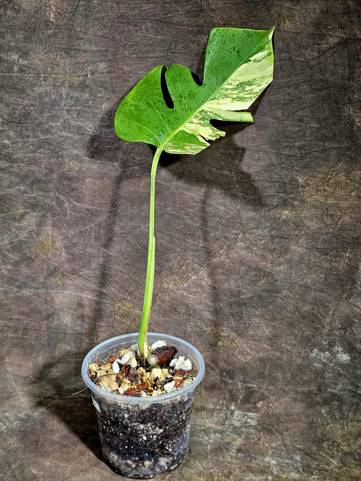 Monstera Borsigiana Aurea Variegated - Rare Exact Plant - (Aug-5-22)