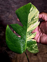 Monstera Borsigiana Aurea Variegated - Rare Exact Plant - (Aug-5-22)