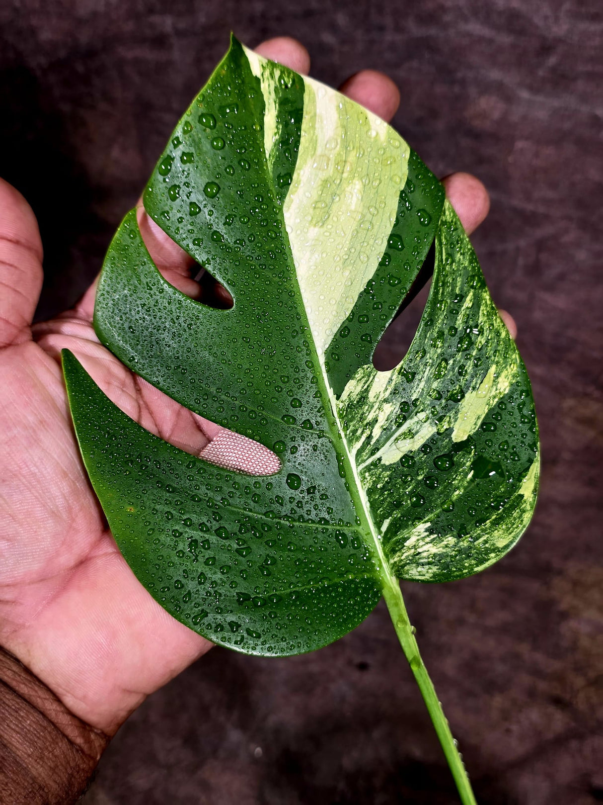 Monstera Borsigiana Aurea Variegated - Rare Exact Plant - (Aug-5-24)