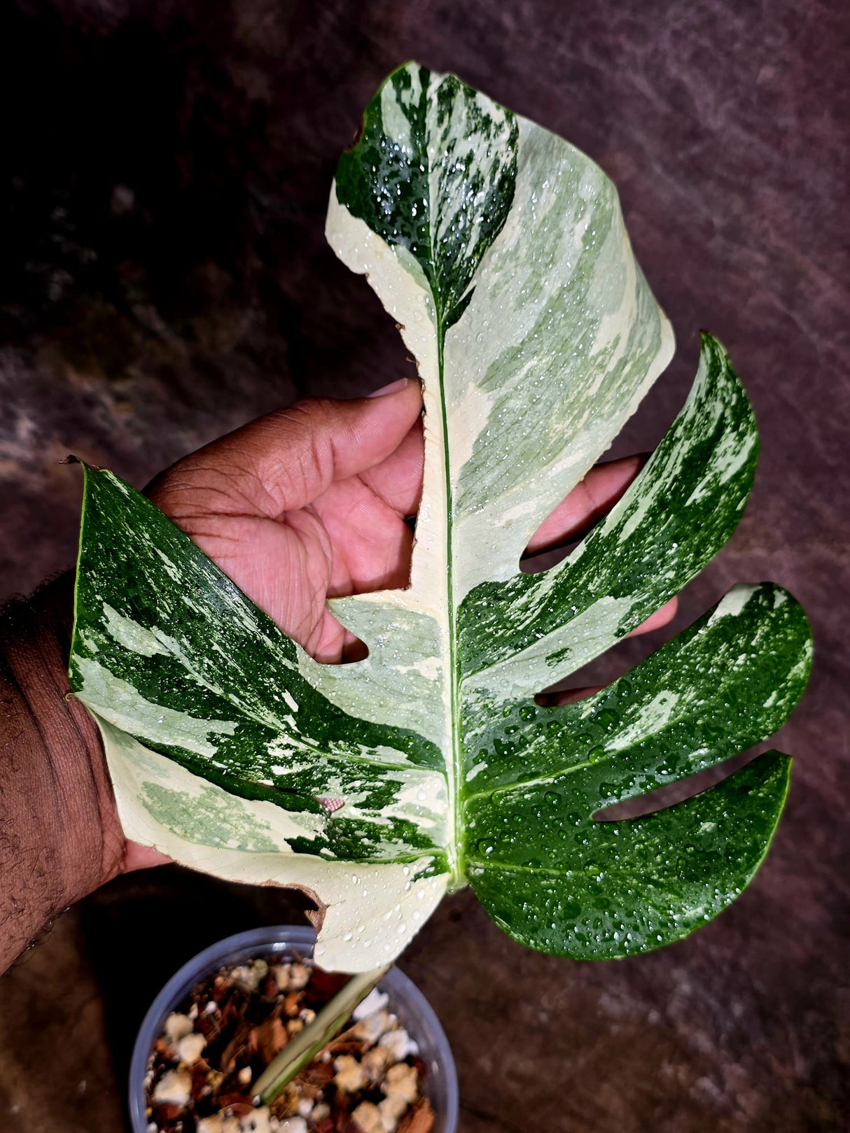 Rare Monstera Albo Borsigiana – Single Leaf – EXACT Plant (Aug-5-23)