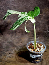 Rare Monstera Albo Borsigiana – Single Leaf – EXACT Plant (Aug-5-23)