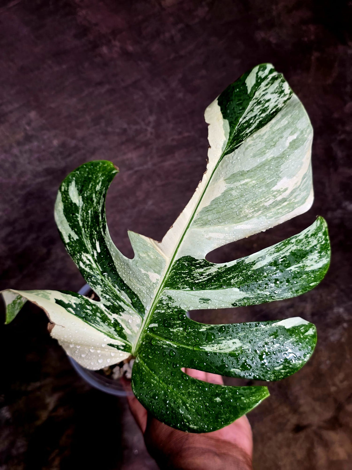 Rare Monstera Albo Borsigiana – Single Leaf – EXACT Plant (Aug-5-23)