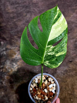 Monstera Borsigiana Aurea Variegated - Rare Exact Plant - (Aug-5-24)