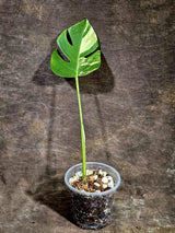 Monstera Borsigiana Aurea Variegated - Rare Exact Plant - (Aug-5-24)