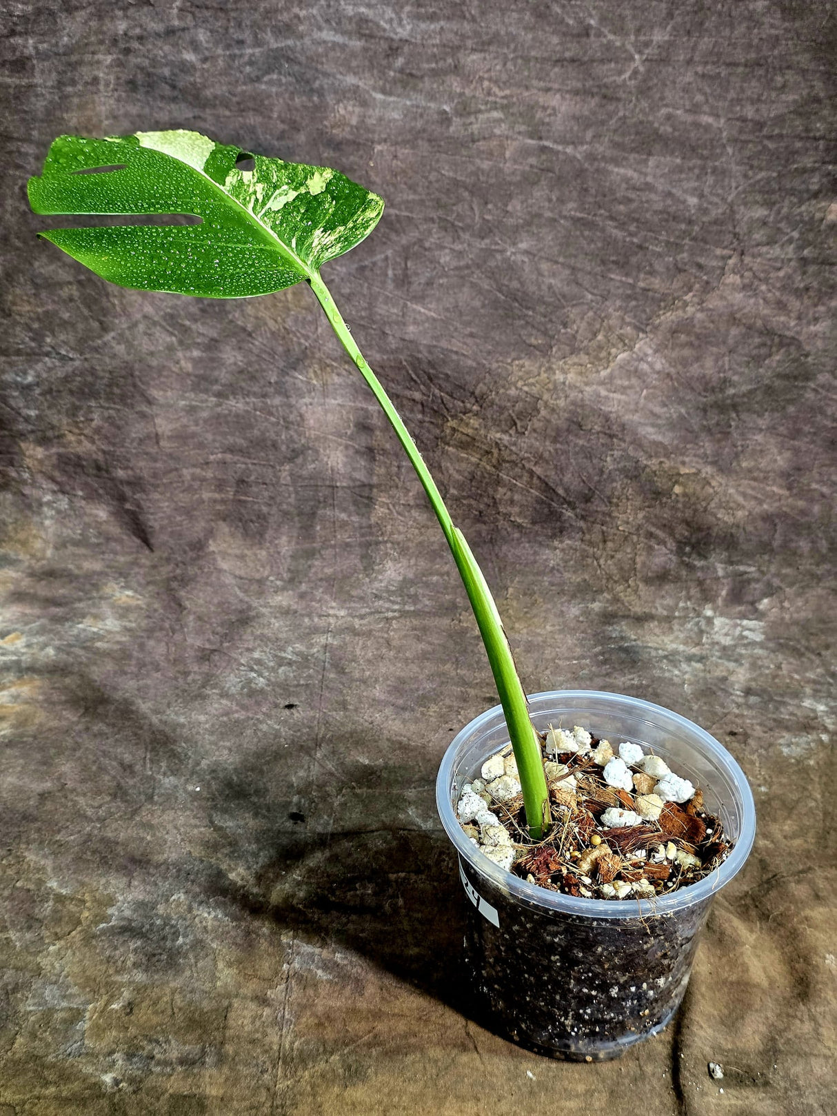 Monstera Borsigiana Aurea Variegated - Rare Exact Plant - (Aug-5-24)