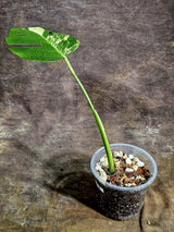 Monstera Borsigiana Aurea Variegated - Rare Exact Plant - (Aug-5-24)