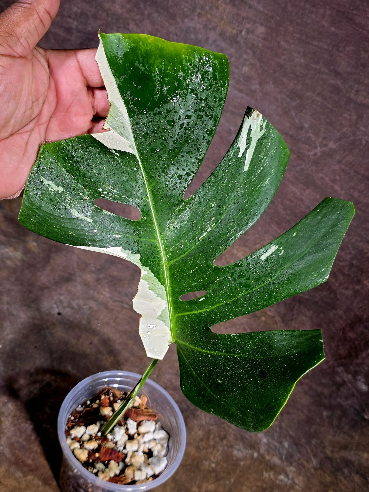 Rare Monstera Albo Borsigiana – Single Leaf – EXACT Plant (Aug-5-27)