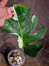 Rare Monstera Albo Borsigiana – Single Leaf – EXACT Plant (Aug-5-27)