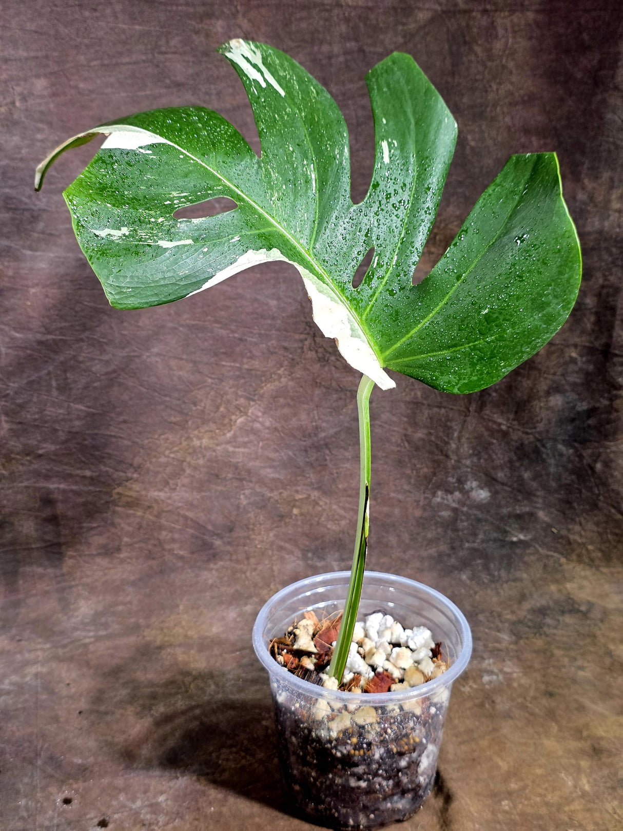 Rare Monstera Albo Borsigiana – Single Leaf – EXACT Plant (Aug-5-27)