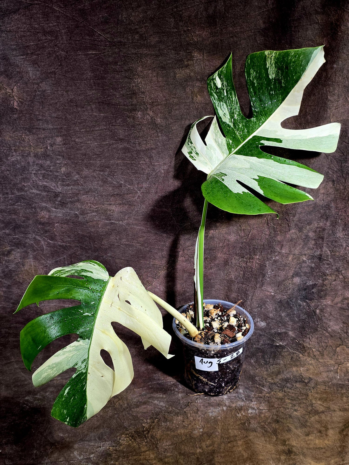 Variegated Monstera Albo - White Monstera - US Seller (Aug-5-28)