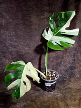 Variegated Monstera Albo - White Monstera - US Seller (Aug-5-28)