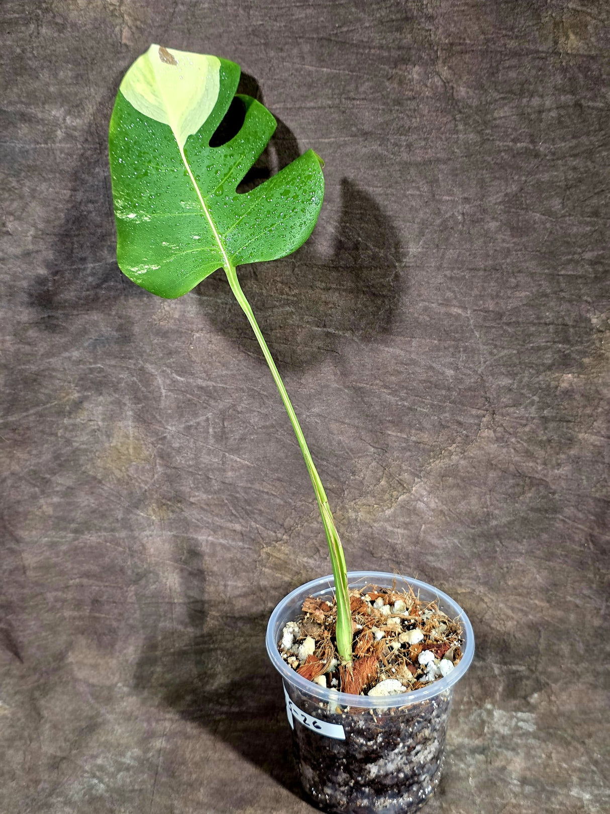 Monstera Borsigiana Aurea Variegated - Rare Exact Plant - (Aug-5-26)
