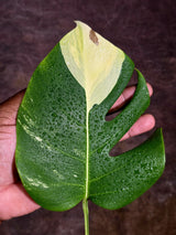 Monstera Borsigiana Aurea Variegated - Rare Exact Plant - (Aug-5-26)