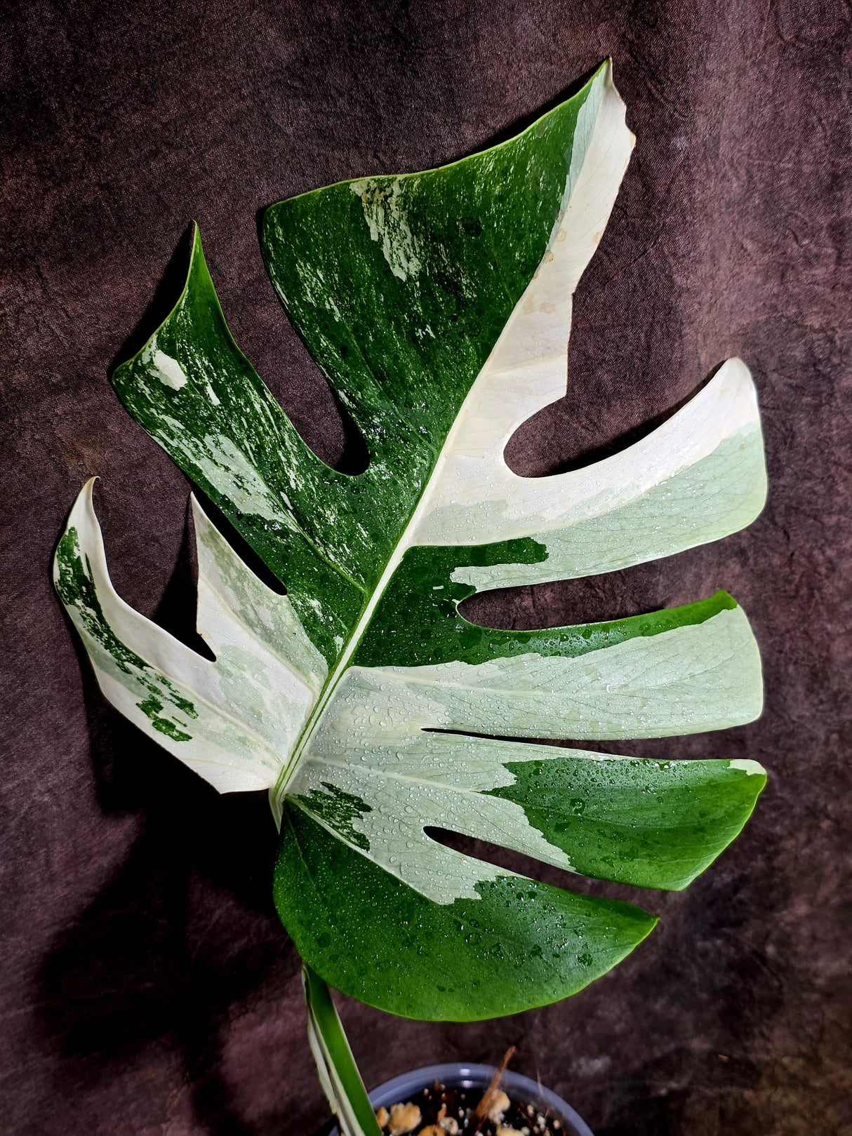 Variegated Monstera Albo - White Monstera - US Seller (Aug-5-28)